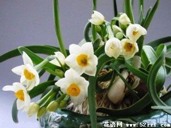 中国水仙花的花语