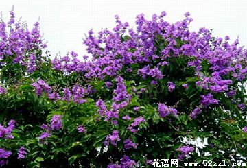 紫薇花的花语