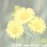 六月菊的花语