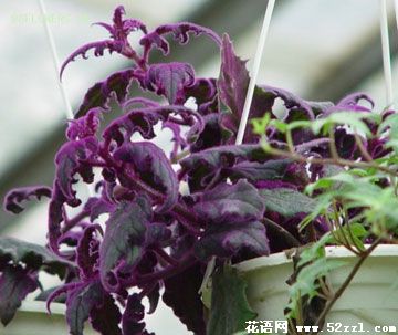 紫鹅绒的花语