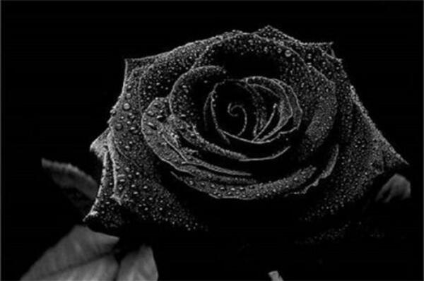 送黑玫瑰代表什么意思,黑玫瑰的寓意(独立女性的象征)