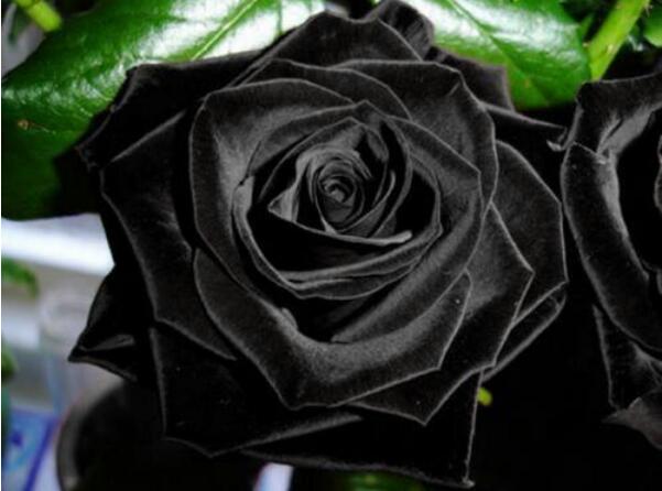 送黑玫瑰代表什么意思,黑玫瑰的寓意(独立女性的象征)