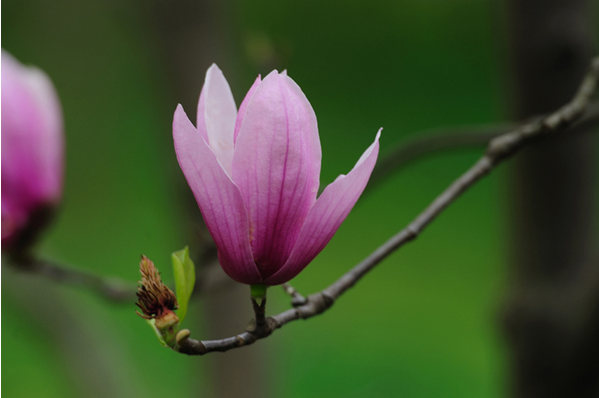 关于赞美木兰花的诗句有哪些 描写木兰花的诗句大全