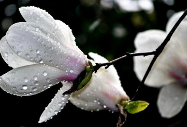 关于赞美木兰花的诗句有哪些 描写木兰花的诗句大全