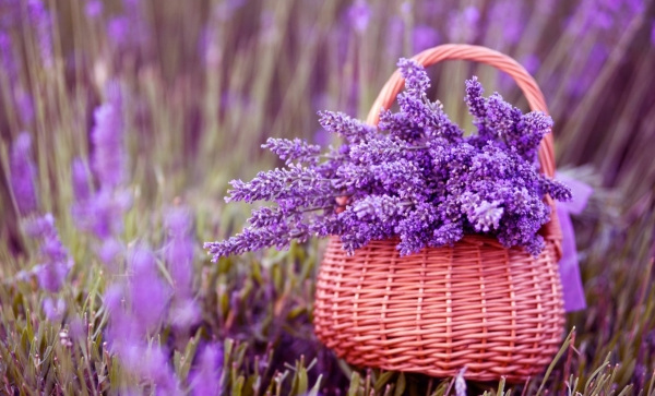 紫色的花有哪些，9种常见紫色的花卉图片