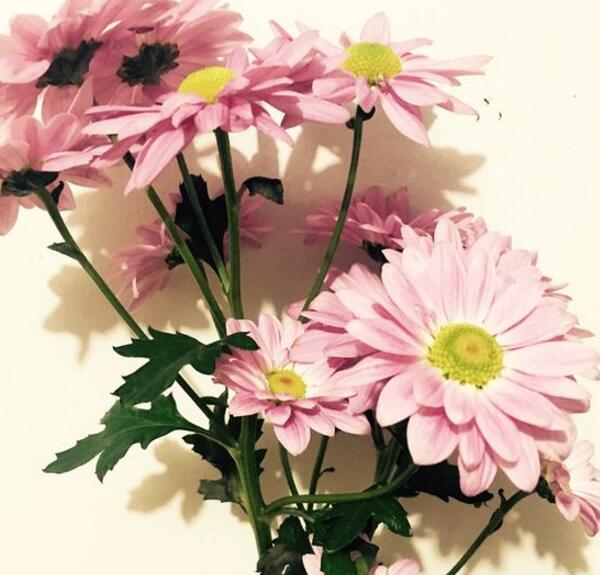 粉色雏菊的花语是什么，天真而纯洁的美