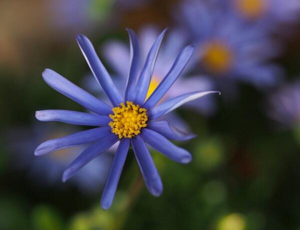 蓝色雏菊花语是什么，天真快乐永驻