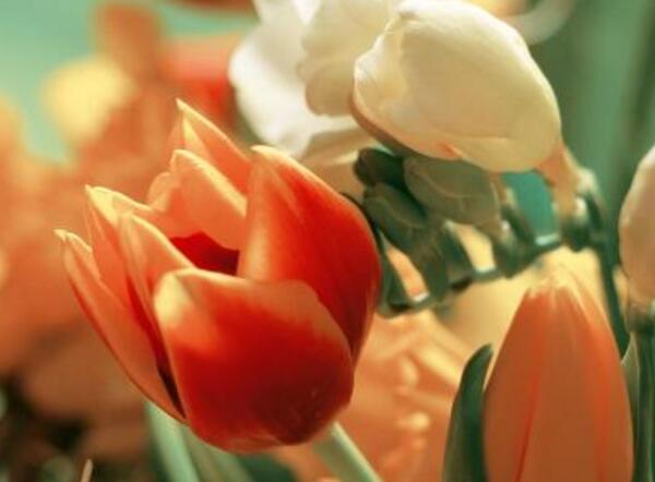 橙色郁金香花语是什么，永恒的爱和美好的回忆