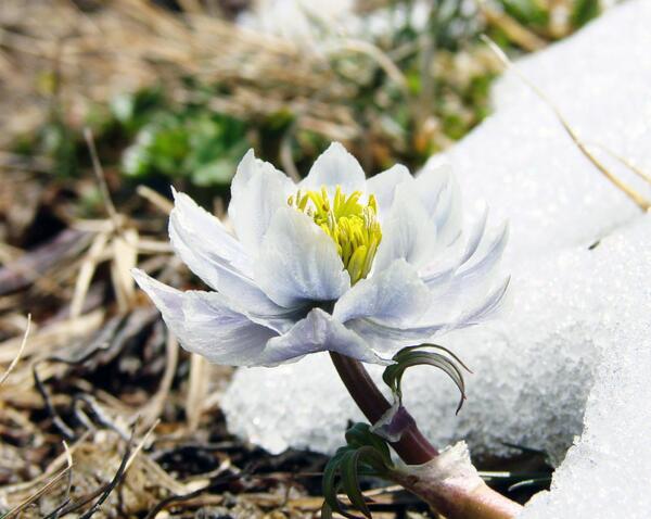 北方春天适合种什么花，海棠花能在零下20℃存活