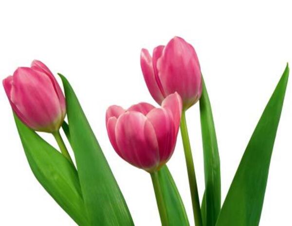 郁金香什么时候开花 一般在三月下旬(荷兰郁金香花期较长)