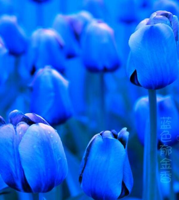 蓝色郁金香有什么寓意，忧郁和永恒的爱情