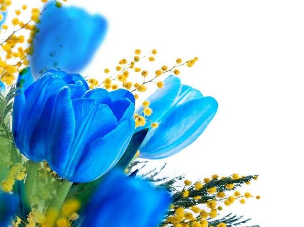 蓝色郁金香有什么寓意，忧郁和永恒的爱情