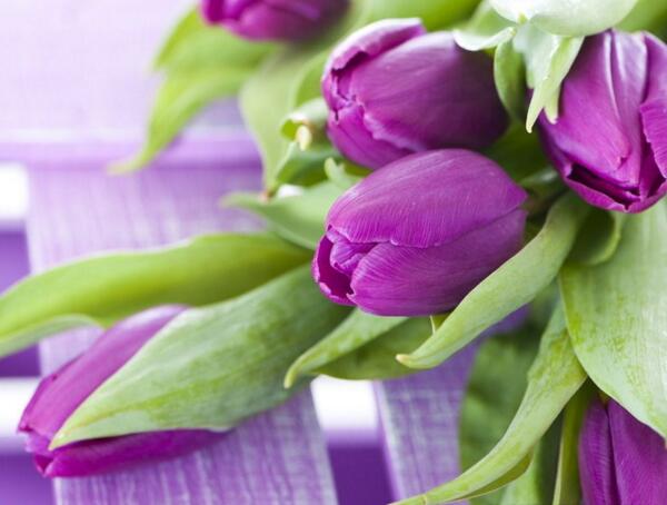 紫色郁金香多少钱一朵，紫色郁金香价格(10-100不等)