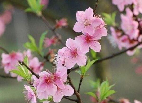 桃花象征什么意义,美好生活和健康长寿