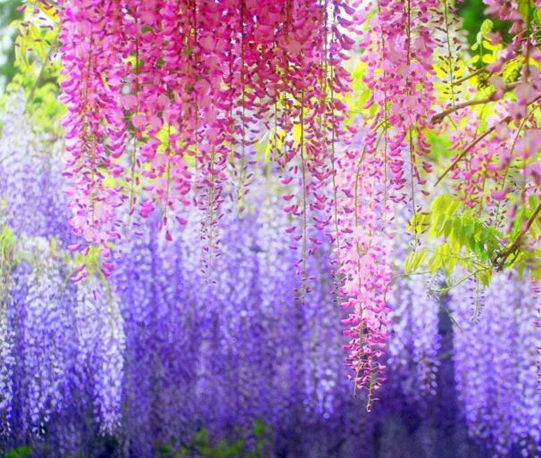 紫藤花的花语是什么，对你执着和沉迷的爱