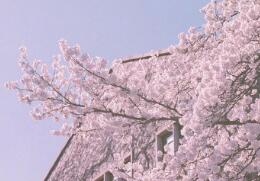 唯美的樱花图片，不负大