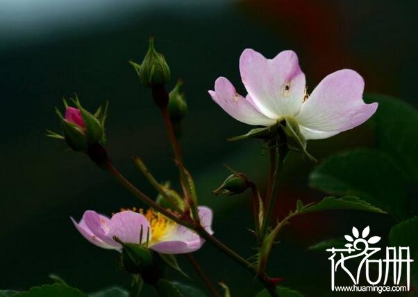 野蔷薇代表什么意思，顽强不屈与命运抗争到底的精神