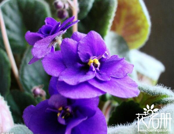 紫罗兰什么时候开花，紫罗兰开花时间5-8月(播种期影响开花期)