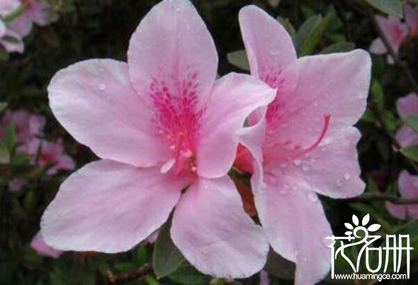 粉色杜鹃花语是什么，坚韧乐观的心态