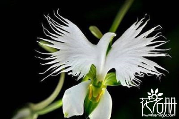 世界上最奇特的花，10种世界上最罕见奇特的花草植物