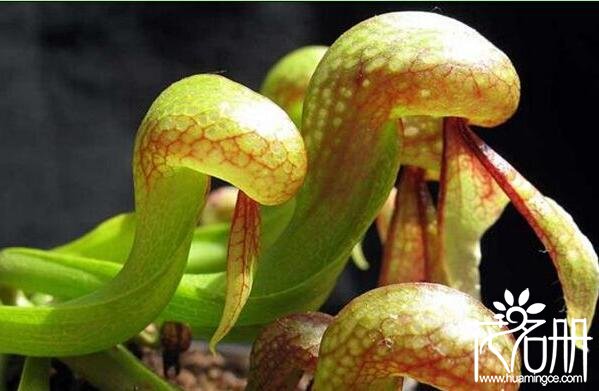 世界上最奇特的花，10种世界上最罕见奇特的花草植物