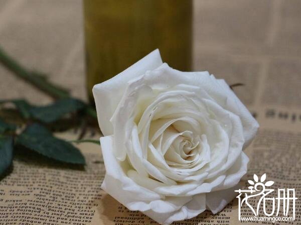 世界上最干净的花花语 睡莲是圣洁美丽的化身