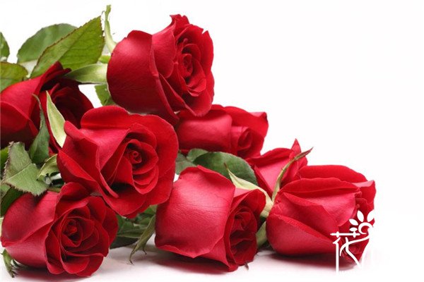 求爱用什么鲜花，玫瑰最能表达爱意（红玫瑰代表热情真爱）
