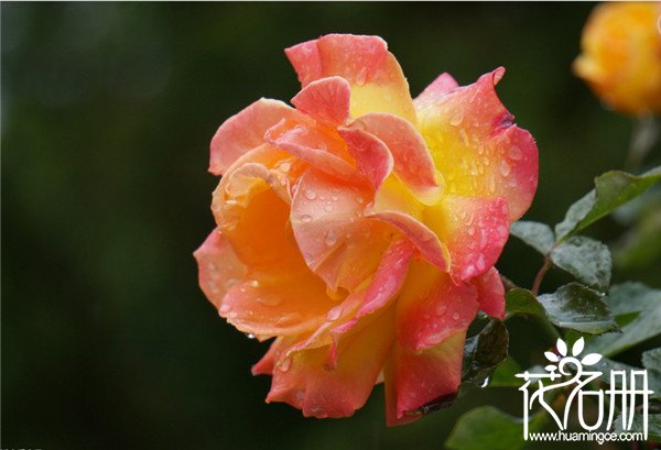 中国十大国花是什么花，十大国花的品格是什么