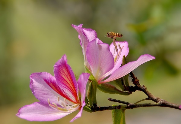 紫荆花的花语是什么，兄弟和睦