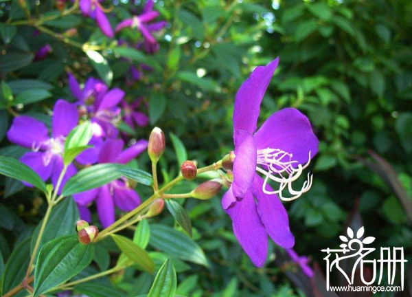 紫荆花什么时候开花，紫荆花花期多长（洋紫荆全年均可开花）