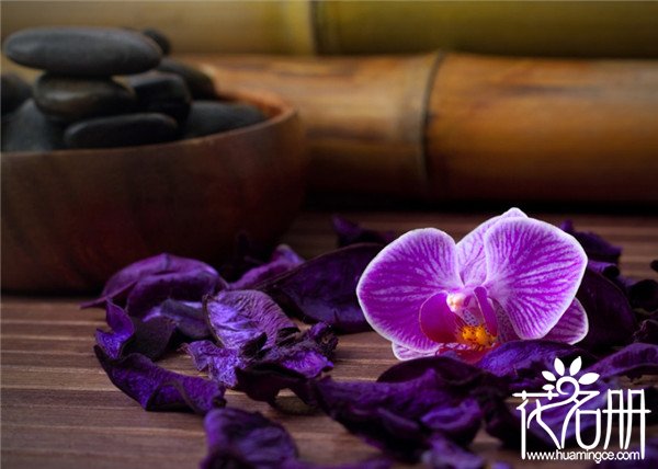 紫色蝴蝶兰花语是什么，幸福渐渐到来