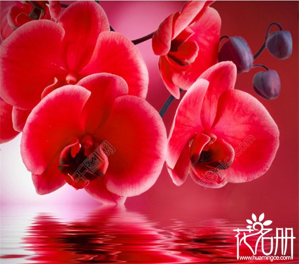 红色蝴蝶兰的花语，幸福美满
