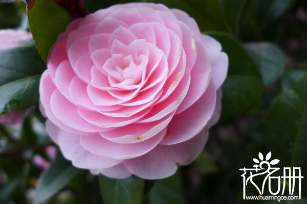 中国国花是什么花，中国十大国花排名（牡丹与梅花之争）
