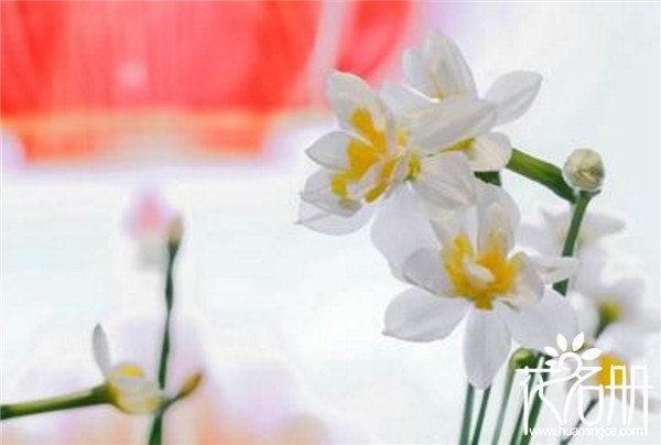 水仙花有哪些种类，最常见的15种水仙种类