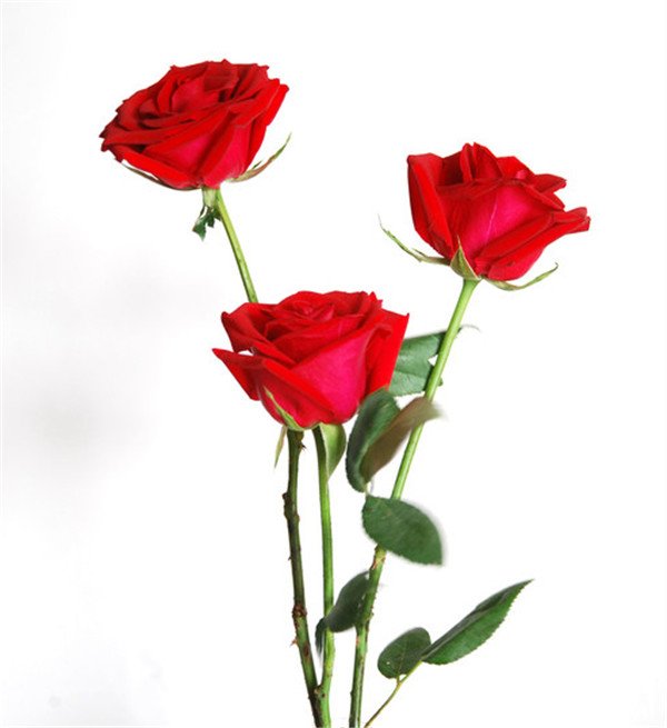 3朵玫瑰代表什么意思，我爱你