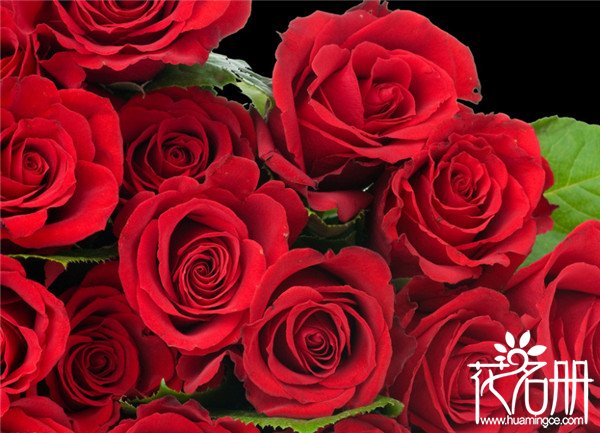 13朵玫瑰代表什么意思，暗恋与友谊长存