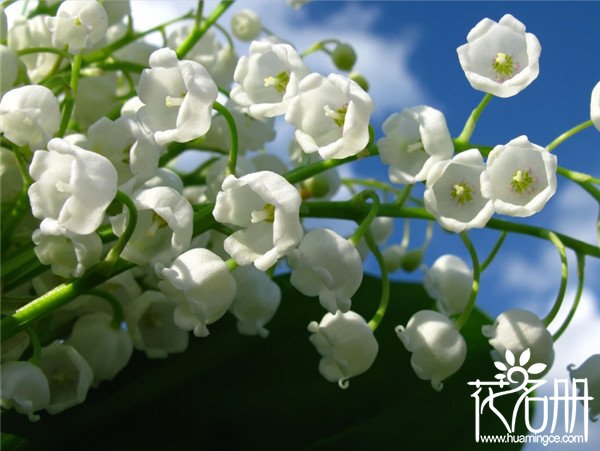芬兰的国花是什么花，象征纯洁和幸福的铃兰