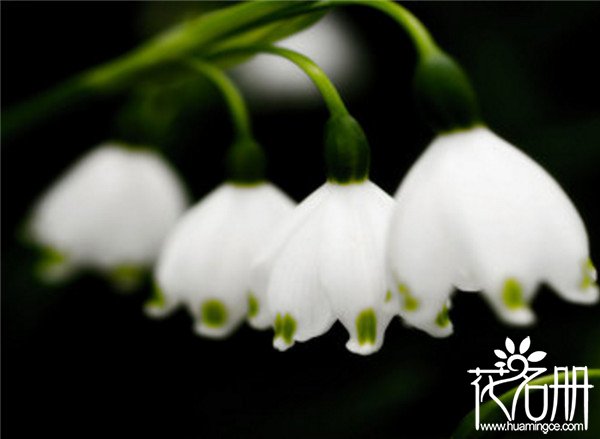芬兰的国花是什么花，象征纯洁和幸福的铃兰