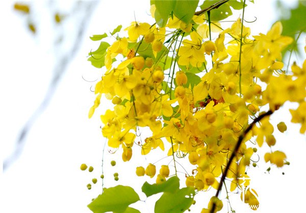 泰国的国花是什么花，皇室象征的金链花