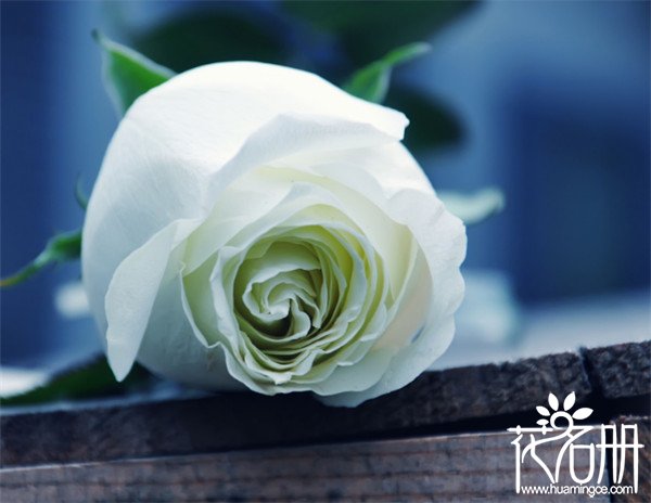 8朵玫瑰代表什么意思，感谢你的关怀扶持与鼓励