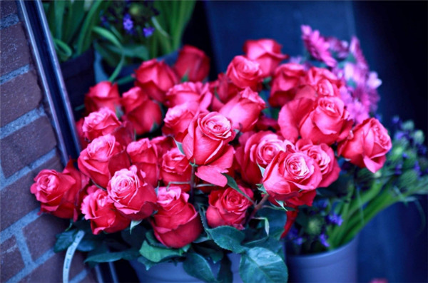 25朵玫瑰花语是什么,祝你幸福