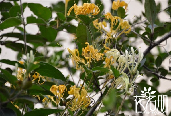 金银花树什么时候剪枝，春季和冬季剪枝最好