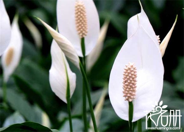 白掌什么时候开花，白掌的花期为5-8月份（单朵花期一个月）