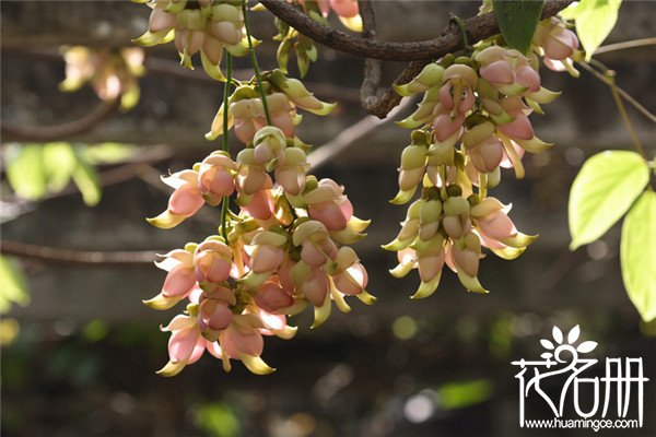 禾雀花什么时候开，禾雀花的花期在3-4月中旬(花期40天左右)