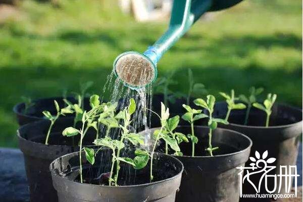 茶叶水浇花有什么好处 有利于植物根部生长(适用于偏酸性花草)