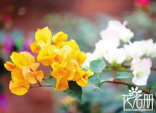 深圳市市花是什么花 代表坚韧不拔和顽强奋进的三角梅