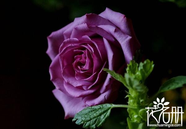 保加利亚国花是什么花 寓意爱情的玫瑰花