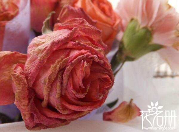 玫瑰花怎么保存 玫瑰花保鲜的五个方法(维生素C养护法效果显著)