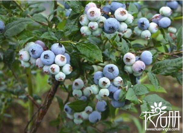 庭院最适合栽种的树木有哪些 8种最适合庭院种植的果树(首推蓝莓树)