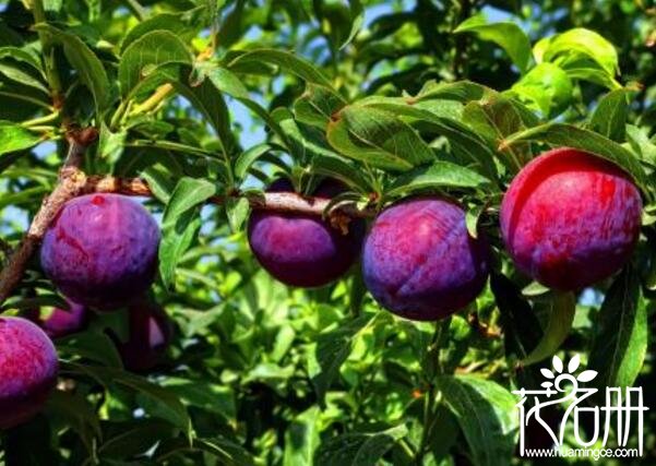 庭院最适合栽种的树木有哪些 8种最适合庭院种植的果树(首推蓝莓树)